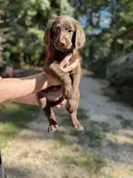 Barbie , a female Labradoodle for sale in Gainesville, GA – 1 of 4