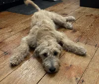 Biscuit , a male Goldendoodle and Labrador Retriever for sale in Gainesville, GA – 2 of 2