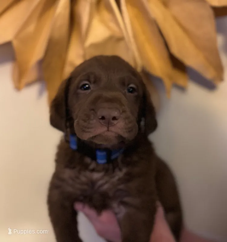 Wesson  – Labrador Retriever puppy for sale in Gainesville, GA