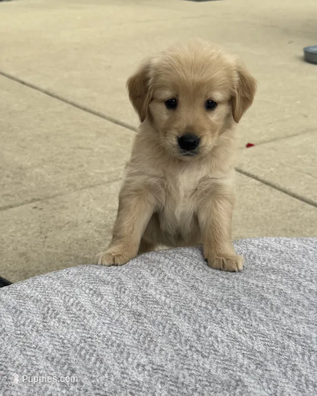 Nala  – Golden Retriever puppy for sale in Addison, IL