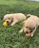Simba, a male Golden Retriever for sale in Addison, IL – 2 of 3