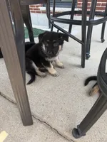Cody, a male German Shepherd Dog for sale in Addison, IL – 2 of 3