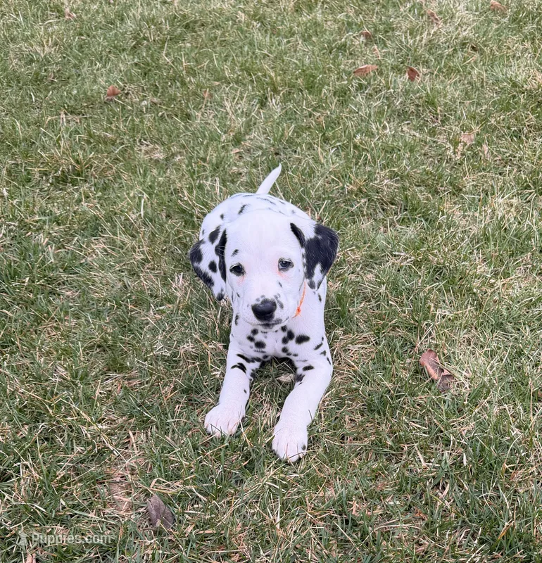 Dotty – Dalmatian puppy for sale in Addison, IL