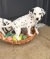 Dotty, a male Dalmatian for sale in Addison, IL – Photo 1 of 6
