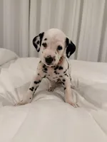 Dotty, a male Dalmatian for sale in Addison, IL – Photo 4 of 6