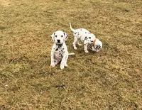 Dotty, a male Dalmatian for sale in Addison, IL – Photo 6 of 6