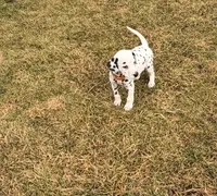 Dotty, a male Dalmatian for sale in Addison, IL – Photo 5 of 6