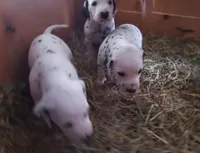 Dice, a male Dalmatian for sale in Addison, IL – Photo 2 of 3