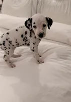 Dotty, a male Dalmatian for sale in Addison, IL – Photo 2 of 6