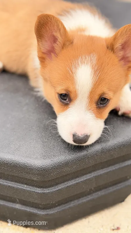 Corey – Pembroke Welsh Corgi puppy for sale in Addison, IL
