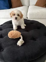 Sally, a female Shorkie for sale in Addison, IL – 4 of 4