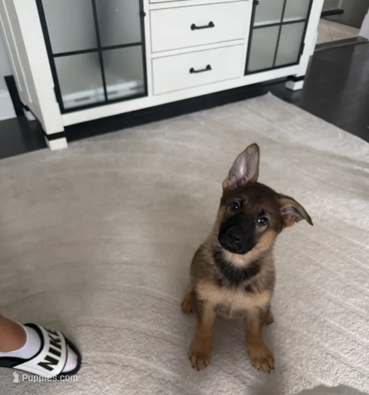 Princess 👸  – German Shepherd Dog puppy for sale in Addison, IL