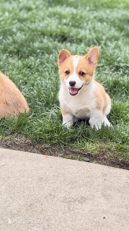 Daisy – Pembroke Welsh Corgi puppy for sale in Addison, IL