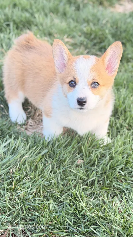 Daisy – Pembroke Welsh Corgi puppy for sale in Addison, IL