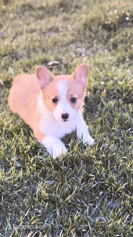 Daisy – Pembroke Welsh Corgi puppy for sale in Addison, IL