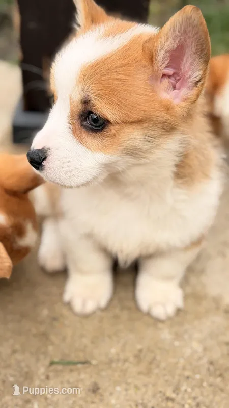 Daisy – Pembroke Welsh Corgi puppy for sale in Addison, IL