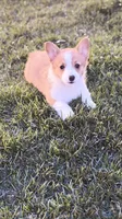 Daisy, a female Pembroke Welsh Corgi for sale in Addison, IL – Photo 2 of 6