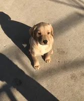 Marley, a male Labrador Retriever for sale in Addison, IL – 3 of 6