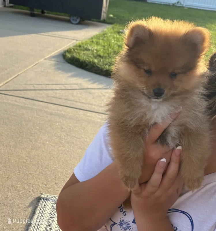 Fox – Pomeranian puppy for sale in Addison, IL