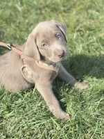 Coco, a female Labrador Retriever for sale in Addison, IL – 5 of 6