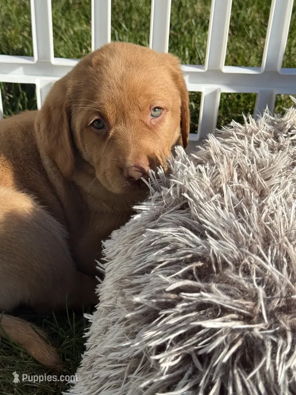 Marley – Labrador Retriever puppy for sale in Addison, IL