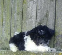 Lucy , a female Pomapoo for sale in Addison, IL – 2 of 4