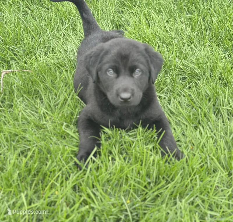 Tank – Golden Retriever, Labrador Retriever puppy for sale in Addison, IL