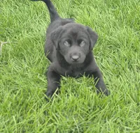 Tank, a male Golden Retriever and Labrador Retriever for sale in Addison, IL – 3 of 6