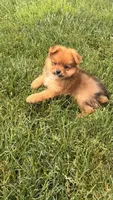Fox, a male Pomeranian for sale in Addison, IL – 2 of 3