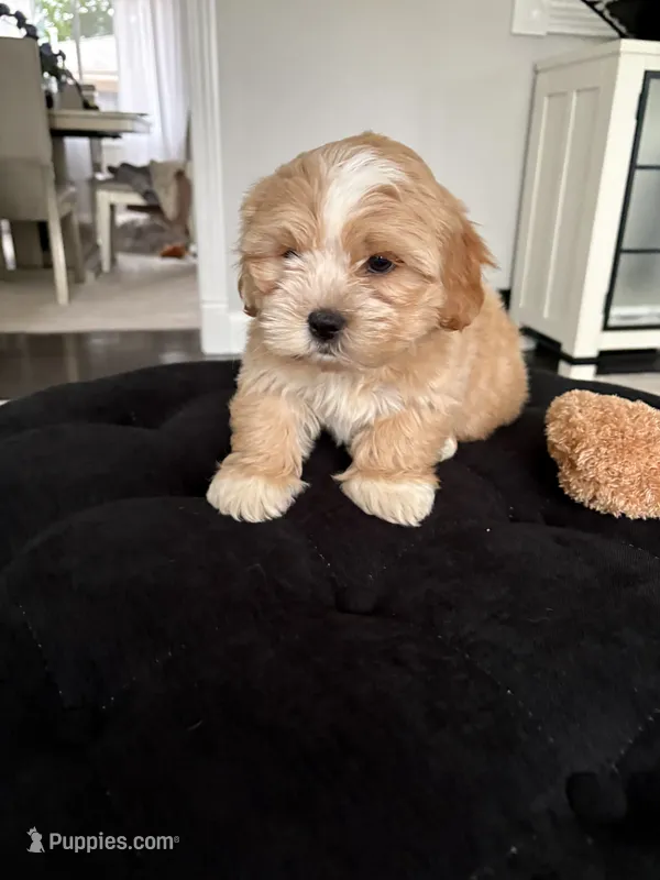 Benny – Shorkie puppy for sale in Addison, IL
