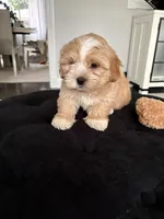 Benny, a male Shorkie for sale in Addison, IL – 1 of 3
