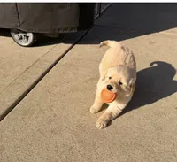 Simba, a male Golden Retriever for sale in Addison, IL – 3 of 3