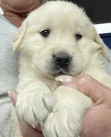 Marley, a male Labrador Retriever for sale in Addison, IL – 2 of 6