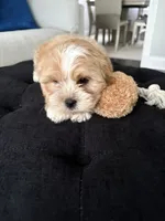 Benny, a male Shorkie for sale in Addison, IL – 3 of 3