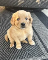 Nala , a female Golden Retriever for sale in Addison, IL – 3 of 3