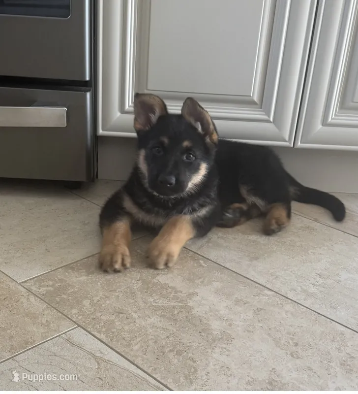 Cody – German Shepherd Dog puppy for sale in Addison, IL