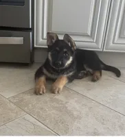 Cody, a male German Shepherd Dog for sale in Addison, IL – 1 of 3
