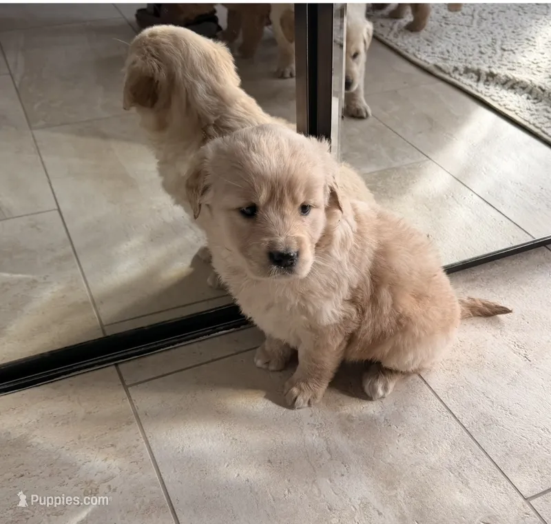 Simba – Golden Retriever puppy for sale in Addison, IL
