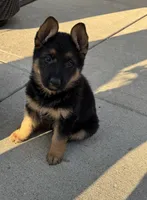 Sarge, a male German Shepherd Dog for sale in Addison, IL – 2 of 4