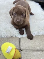 Marley, a male Labrador Retriever for sale in Addison, IL – 4 of 6