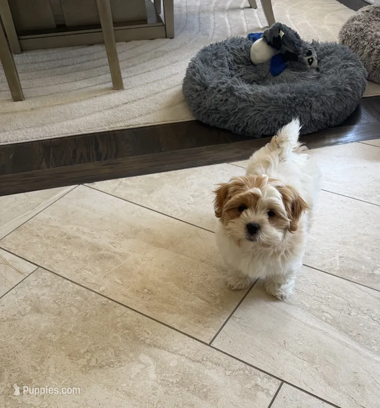 Benny – Shorkie puppy for sale in Addison, IL