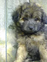 Lucy , a female Pomapoo for sale in Addison, IL – 4 of 4