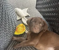 Marley, a male Labrador Retriever for sale in Addison, IL – 5 of 6