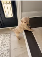 Simba, a male Golden Retriever for sale in Addison, IL – 2 of 3