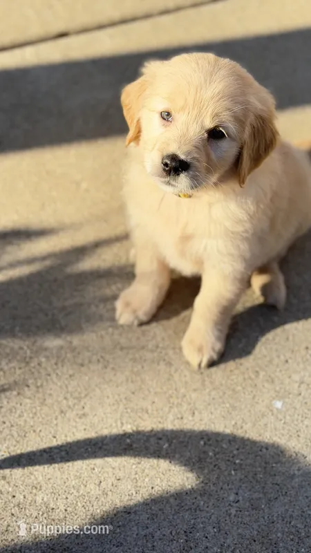 Simba – Golden Retriever puppy for sale in Addison, IL