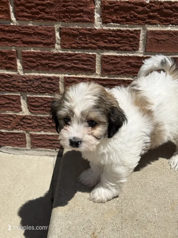 Sally – Shorkie puppy for sale in Addison, IL