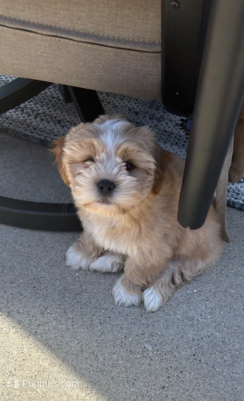 Benny – Shorkie puppy for sale in Addison, IL