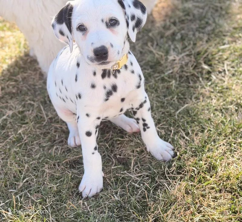 Spot – Dalmatian puppy for sale in Addison, IL