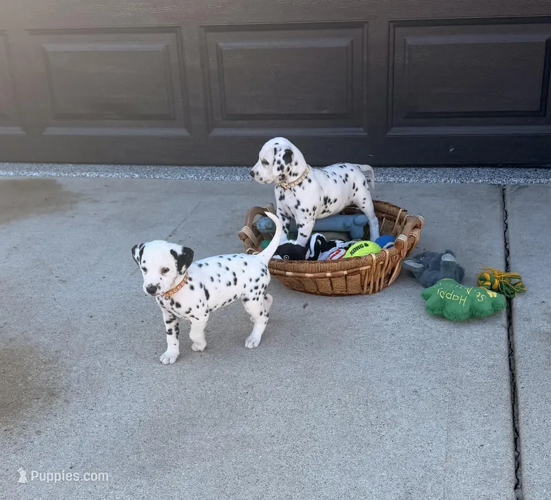 Spot – Dalmatian puppy for sale in Addison, IL