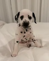 Spot, a male Dalmatian for sale in Addison, IL – Photo 1 of 7